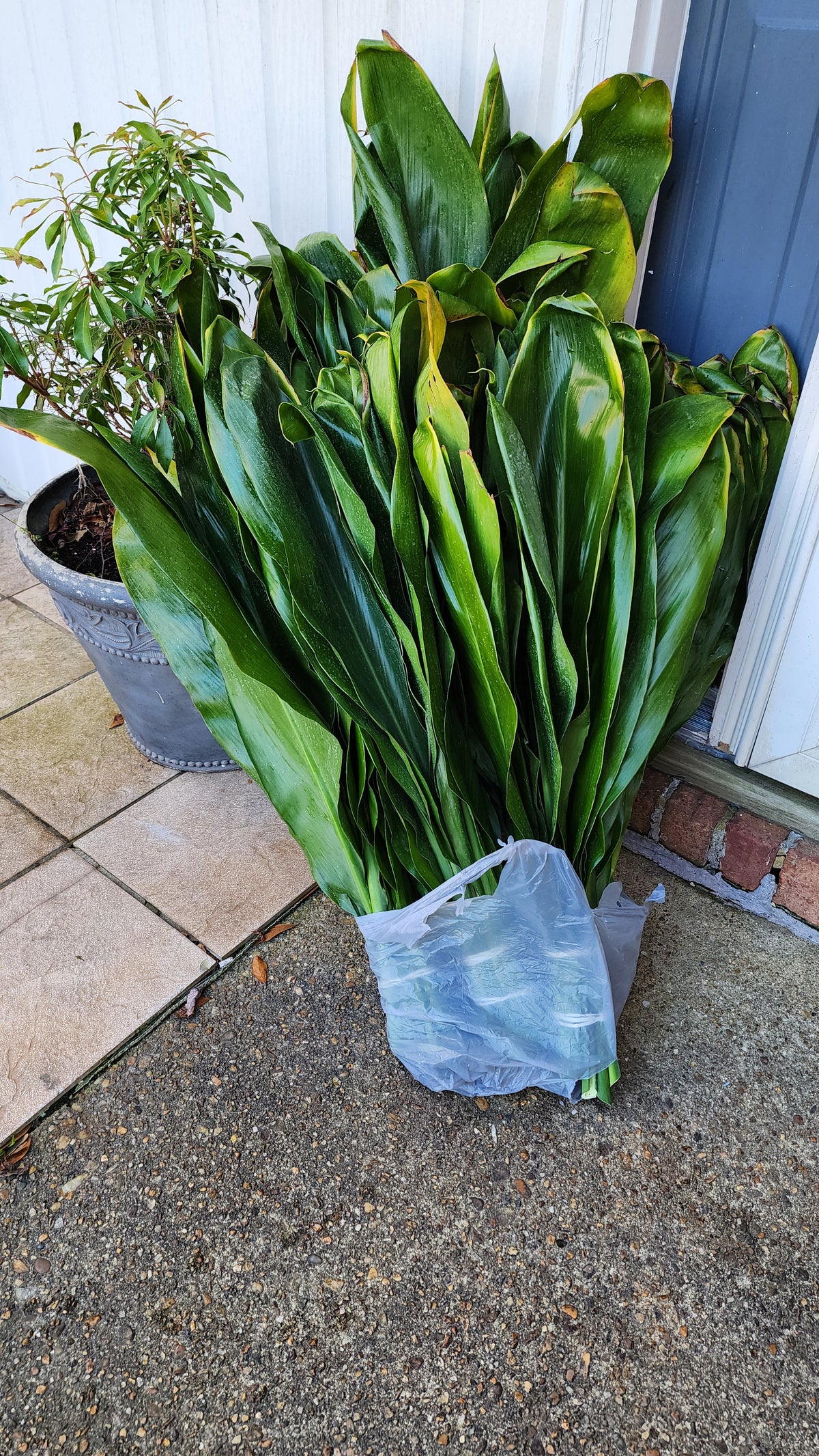 Ti Leaf Bundle
