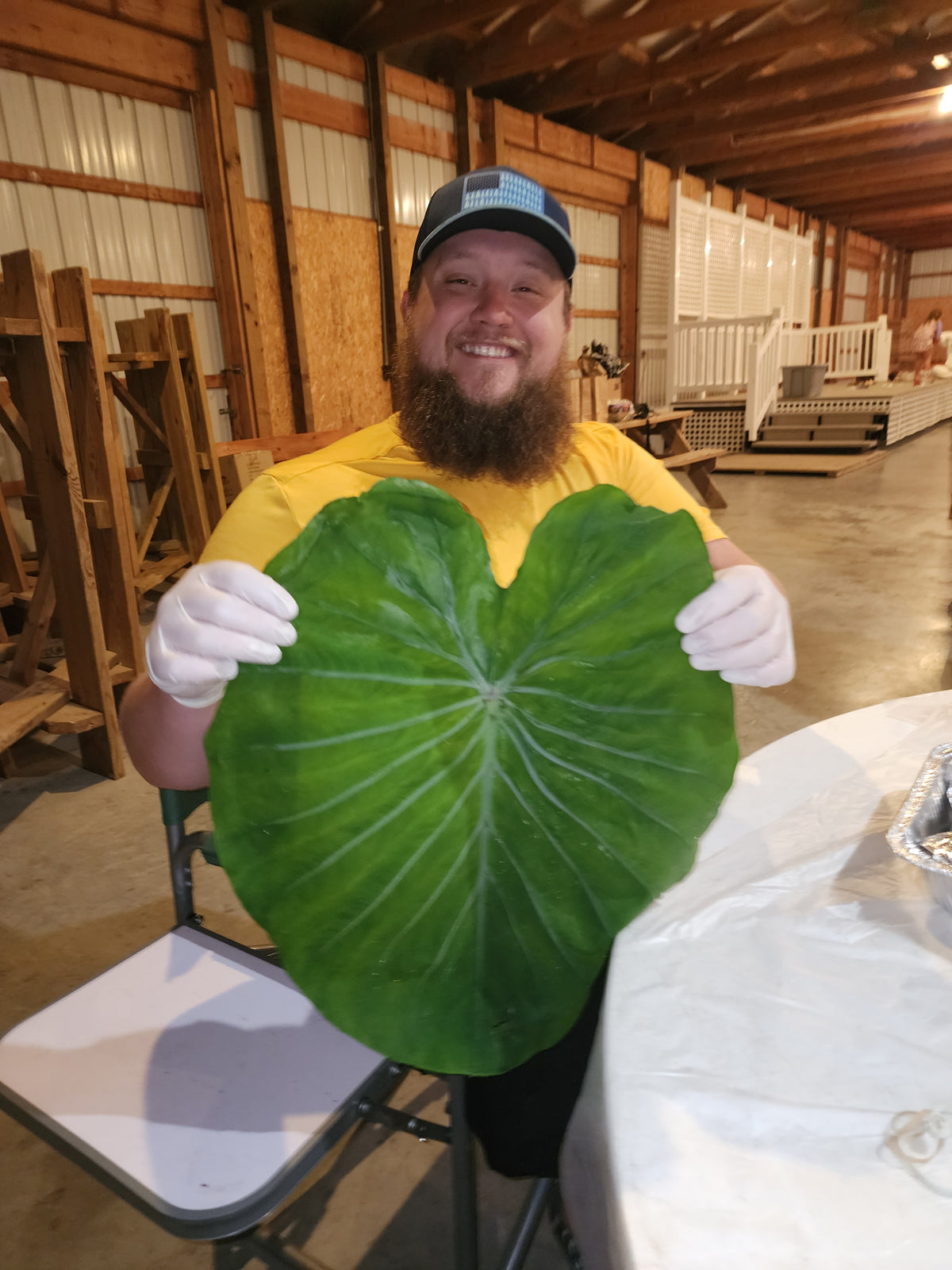 Kalo Bundle (20 Large Taro/Kalo Leaves)