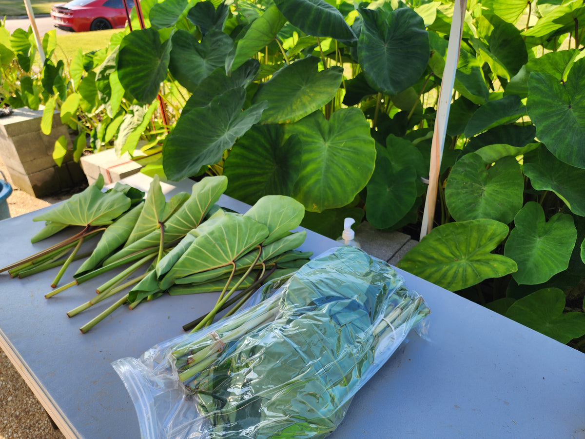 Kalo Bundle (20 Large Taro/Kalo Leaves)