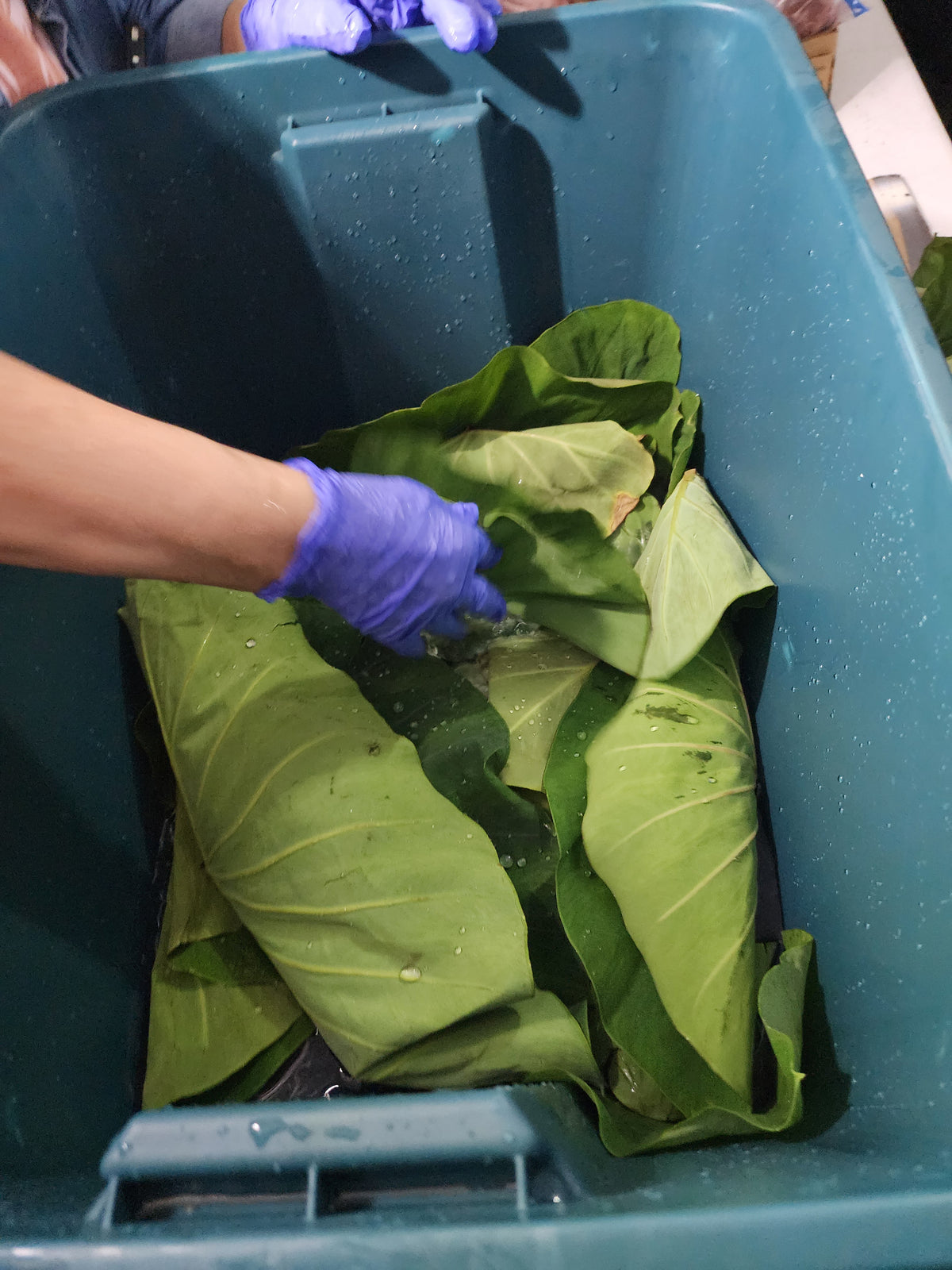 Kalo Bundle (20 Large Taro/Kalo Leaves)