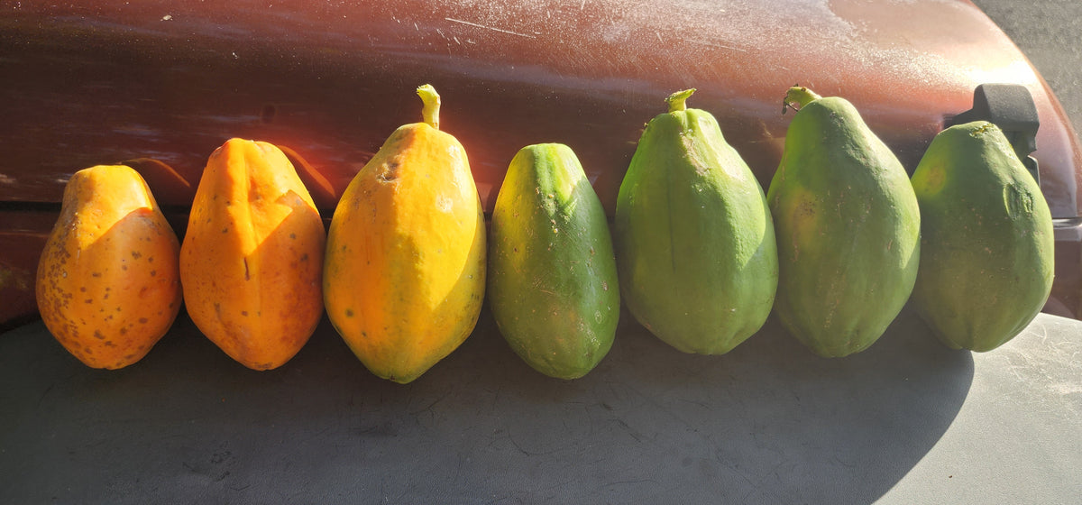 Big Island Hawaiian Solo Sunrise Strawberry Papaya