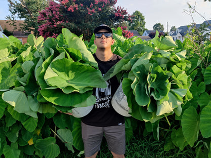 Kalo Bundle (20 Large Taro/Kalo Leaves)