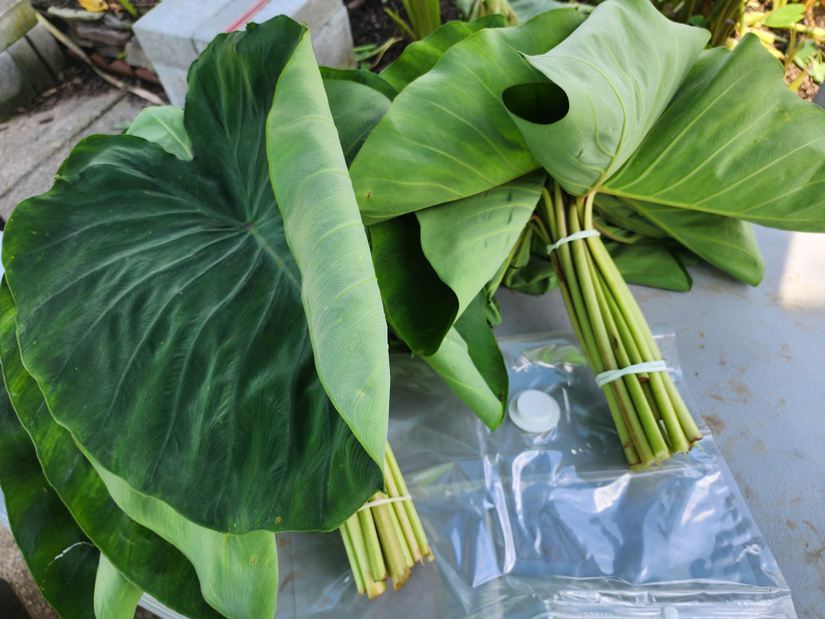 20 Premium Large Kalo Leaves bundled together  with a rubber band and placed into a clear plastic bag for delivery to customer.