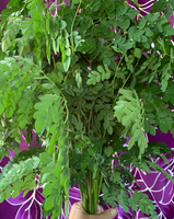 Moringa Leaf Bundle (20 Branch Bundle-2lbs)