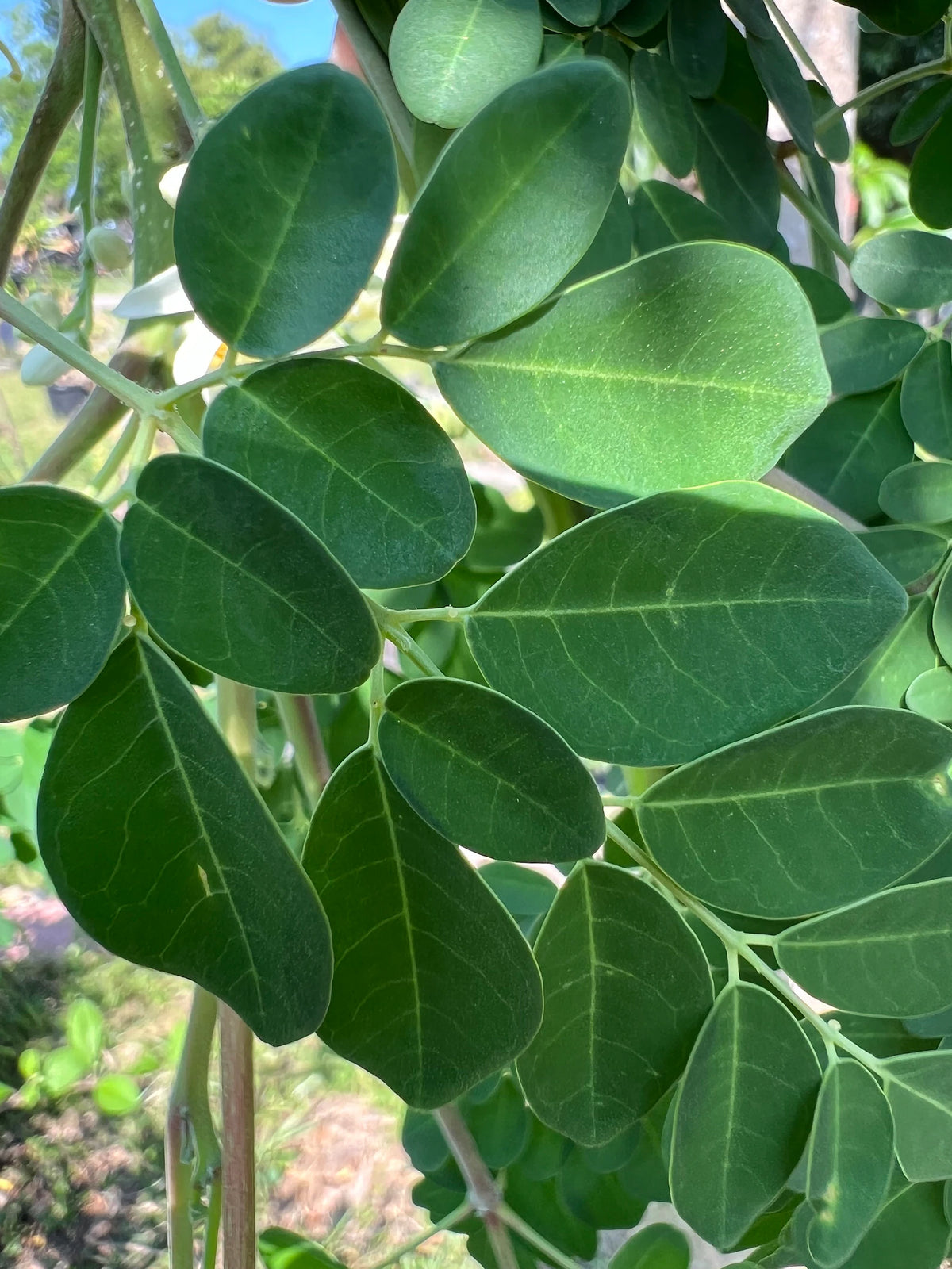 Maringa Leaves