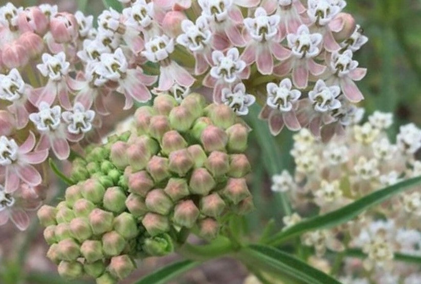 Crown Flower (Milk Weed Flower)