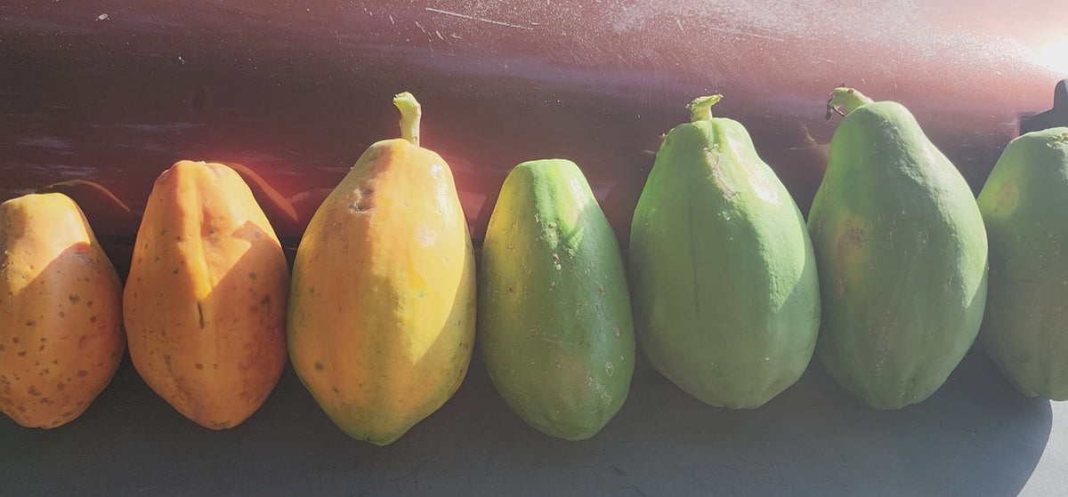 Big Island Hawaiian Solo Sunrise Strawberry Papaya